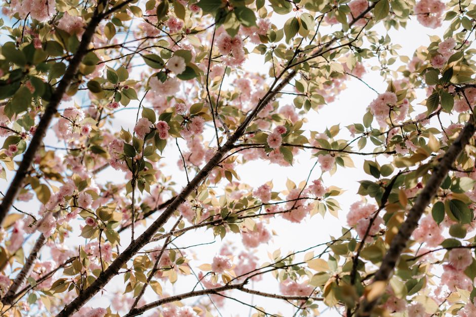 A serene view of cherry blossoms blooming against a clear spring sky.