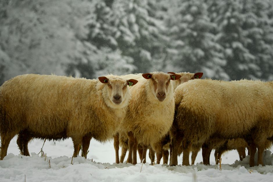 A group of sheep stands on a snowy field with a forest backdrop.