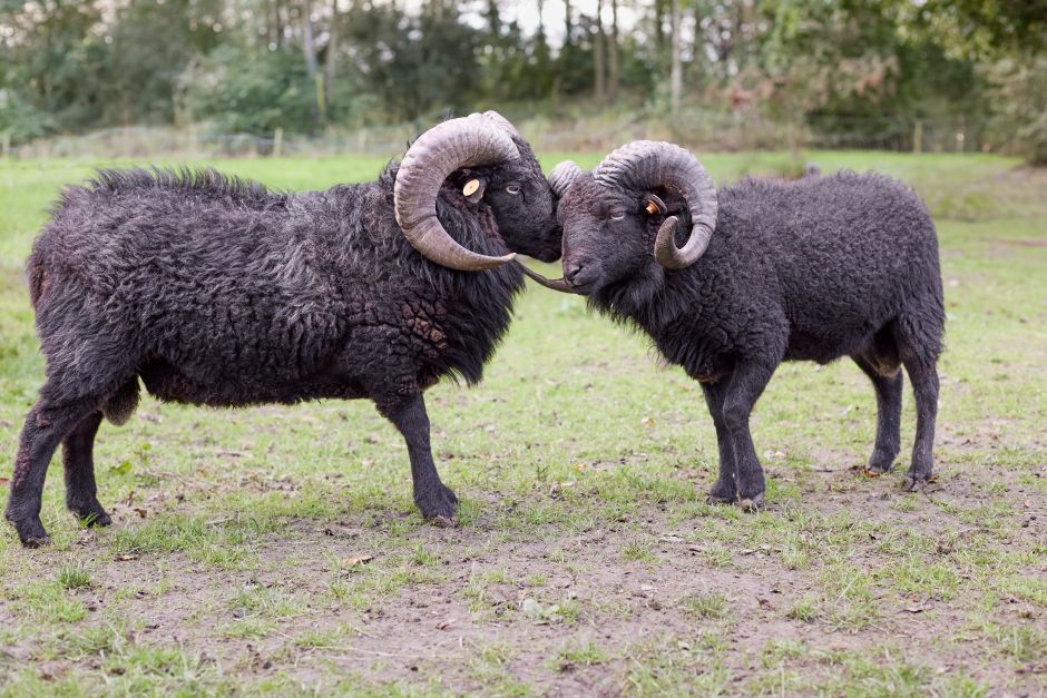 Two black Ouessant rams in a field, showcasing livestock interaction and nature.
