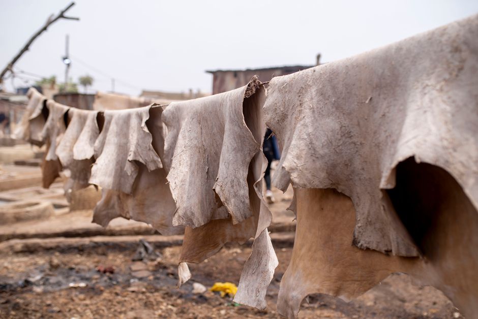Animal hides drying outdoors in a traditional tannery setting. Rustic and vintage feel.